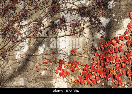 Creepers on an old concrete rough wall. Stock Photo