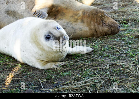 Donna Nook, Lincolnshire, UK. 18th Nov, 2018. Donna Nook Seal Colony Lincolnshire New Pups Arriving Everyday Credit: Duncan Penfold/Alamy Live News Stock Photo