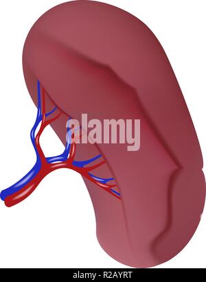 Spleen Human Anatomy with circulatory system on blue background Stock ...