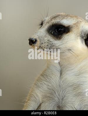 hand feeding beautiful Meerkat (Suricata suricatta) in Thai zoo Stock Photo