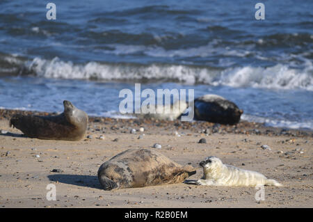 A grey seal with her pup on the beach at Horsey in Norfolk, where the pupping season is now in full swing. Stock Photo