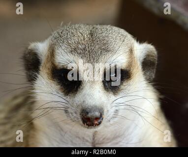 hand feeding beautiful Meerkat (Suricata suricatta) in Thai zoo Stock Photo