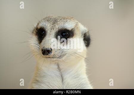 hand feeding beautiful Meerkat (Suricata suricatta) in Thai zoo Stock Photo