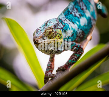Male adult Panther Chameleon (Furcifer pardalis) in its natural habitat, the Madagascar rain forest.