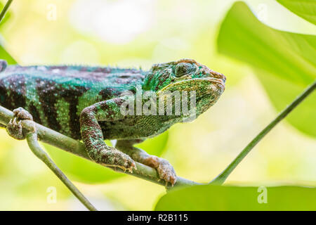 Male adult Panther Chameleon (Furcifer pardalis) in its natural habitat, the Madagascar rain forest. Stock Photo