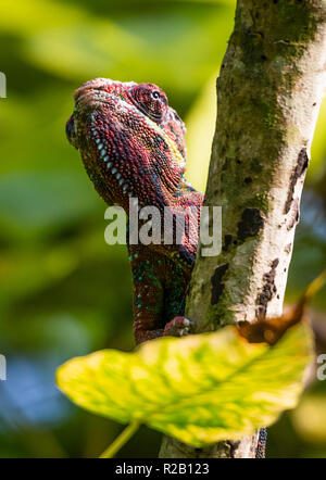 Female Panther Chameleon (Furcifer pardalis) in its natural habitat, the Madagascar rain forest. Stock Photo