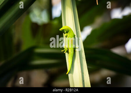 Madagascar Green Day Gecko (Phelsuma)  in its natural habitat, the Madagascar rain forest. Stock Photo