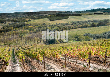 Tuscany in October:  Vineyards and olive groves show fall colors on a hillside south of Florence, Italy. Stock Photo