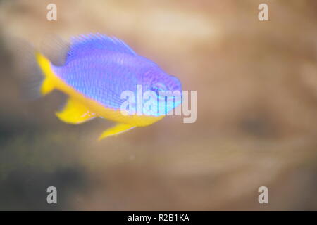 A single small damsel, neon Damselfish (Pomacentrus coelestis) Stock Photo