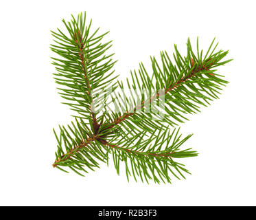 Fir tree twigh isolated on white Stock Photo