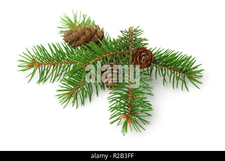 Green spruce branch with cones isolated on white Stock Photo
