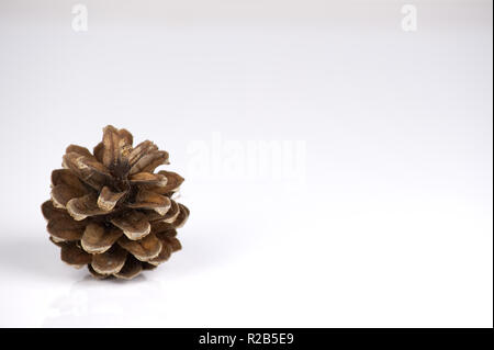 Pine cone isolated on a white background with reflection Stock Photo