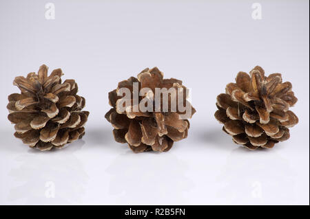 Pine cones isolated on a white background with reflection Stock Photo