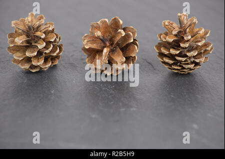 Three 3 pine cones isolated on a slatebackground with reflection Stock Photo