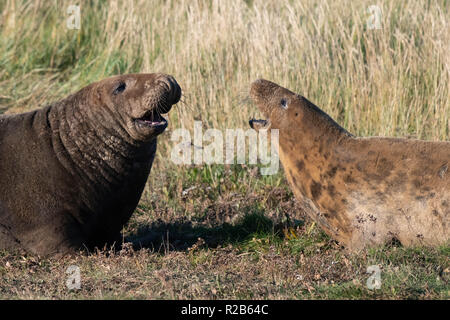 New-born grey seals on the beach with mother Stock Photo