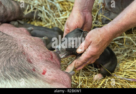 Farmer attaching newborn piglet to mothers nipple,  Yorkshire Berkshire X,  'Sus Scrofa domesticus'. Stock Photo