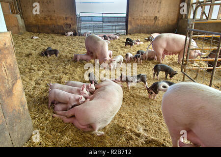 Hog farm,  Yorkshire Berkshire X   'Sus Scrofa domesticus', mothers raising young, piglets nursing, roaming in enclosed barn pen. Stock Photo