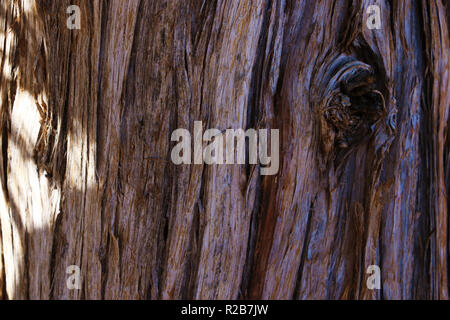 Single giant sequoia in the forest, close up giant sequoia, Sequoiadendron giganteum Stock Photo