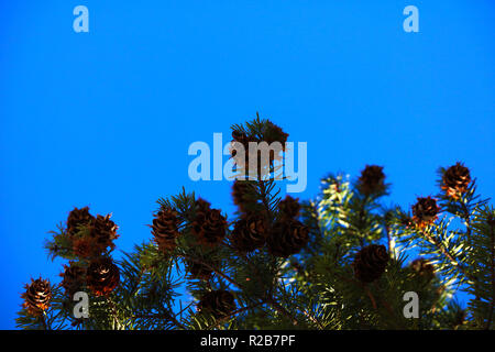 A pine branch with a lot of cones and green needles against the blue sky Stock Photo