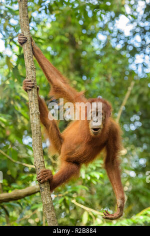 Sumatran Orang-utan - Pongo abelii, hominid primate from Sumatran forests, Indonesia. Stock Photo