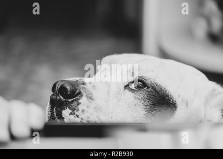 Mallorquin mastiff and his clear look, close up. monochrome effect. Also known as Ca de Bou Stock Photo
