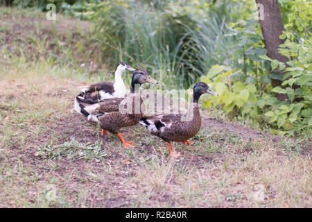 Three friendly ducks striding through the dry grass Stock Photo