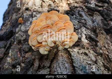 A beautiful cluster of Velvet-shank mushroom (Flammulina velutipes)  growing from a decaying horse chestnut tree trunk in woodland in the UK. Stock Photo