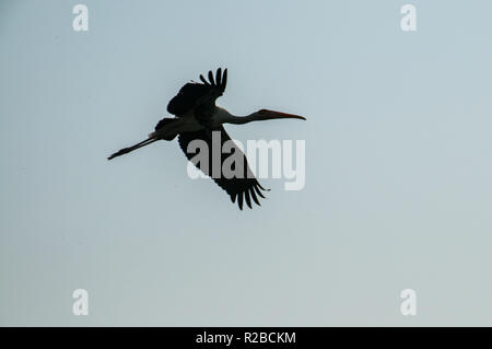 Painded stork in Keoladeo National Park Stock Photo