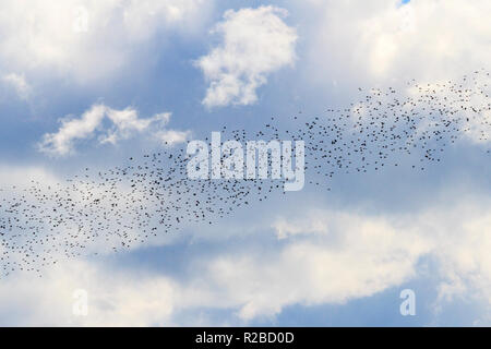 birds diagonally fly across the sky Stock Photo