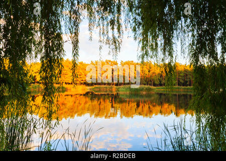 forest lake illuminated by the setting sun Stock Photo