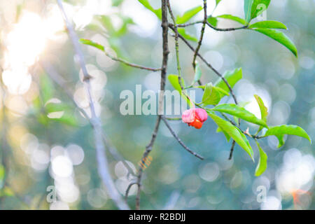 lonely flower in the forest under the sun rays Stock Photo