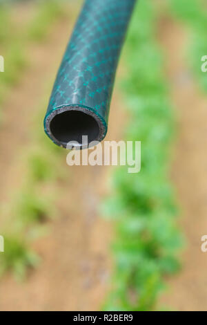 Braided PVC garden hosepipe against dry vegetable garden, veggie patch. Metaphor UK drought, European drought, German drought, water shortage, plastic Stock Photo