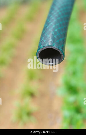 Braided PVC garden hosepipe against dry vegetable garden, veggie patch. Metaphor UK drought, European drought, German drought, water shortage, plastic Stock Photo