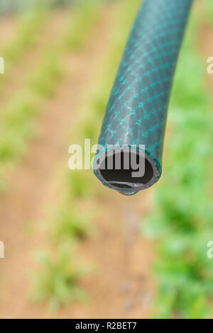 Braided PVC garden hosepipe against dry vegetable garden, veggie patch. Metaphor UK drought, European drought, German drought, water shortage, plastic Stock Photo