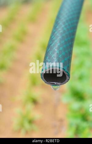 Braided PVC garden hosepipe against dry vegetable garden, veggie patch. Metaphor UK drought, European drought, German drought, water shortage, plastic Stock Photo