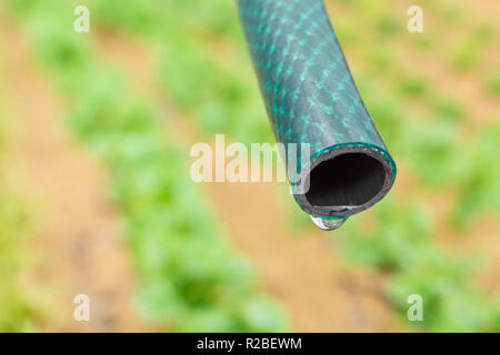 Braided PVC garden hosepipe against dry vegetable garden, veggie patch. Metaphor UK drought, European drought, German drought, water shortage, plastic Stock Photo