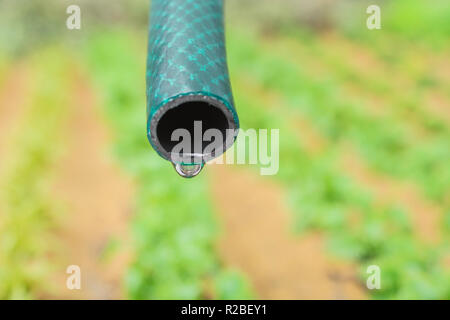 Braided PVC garden hosepipe against dry vegetable garden, veggie patch. Metaphor UK drought, European drought, German drought, water shortage, plastic Stock Photo