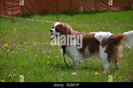 Cavalier King Charles spaniel standing on a green meadow Stock Photo