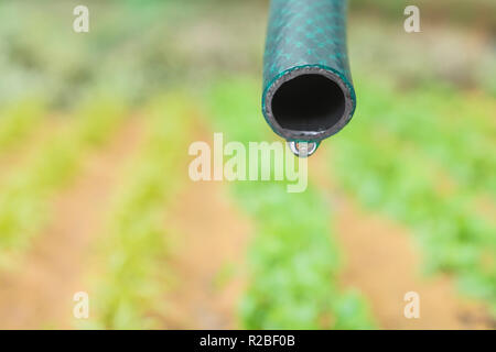 Braided PVC garden hosepipe against dry vegetable garden, veggie patch. Metaphor UK drought, European drought, German drought, water shortage, plastic Stock Photo