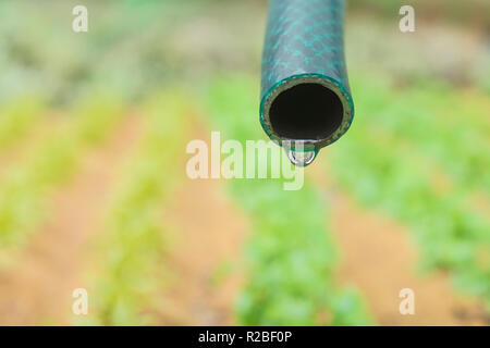 Braided PVC garden hosepipe against dry vegetable garden, veggie patch. Metaphor UK drought, European drought, German drought, water shortage, plastic Stock Photo