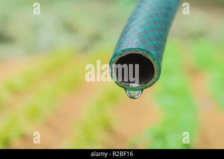 Braided PVC garden hosepipe against dry vegetable garden, veggie patch. Metaphor UK drought, European drought, German drought, water shortage, plastic Stock Photo