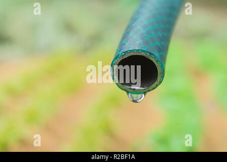 Braided PVC garden hosepipe against dry vegetable garden, veggie patch. Metaphor UK drought, European drought, German drought, water shortage, plastic Stock Photo