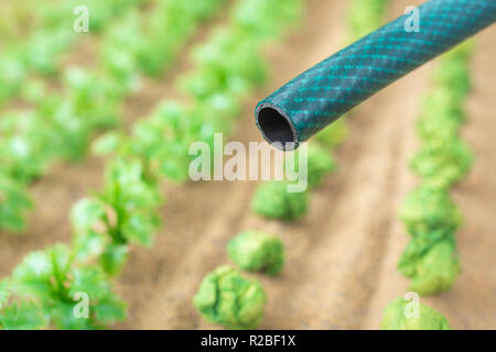 Braided PVC garden hosepipe against dry vegetable garden, veggie patch. Metaphor UK drought, European drought, German drought, water shortage, plastic Stock Photo