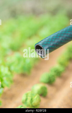 Braided PVC garden hosepipe against dry vegetable garden, veggie patch. Metaphor UK drought, European drought, German drought, water shortage, plastic Stock Photo