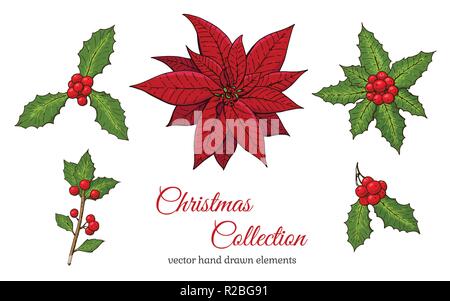 Christmas set with hand drawn plants. Holly plant with red berry and green leaves and Mistletoe. Seasonal winter symbols. Isolated elements on white. Stock Vector
