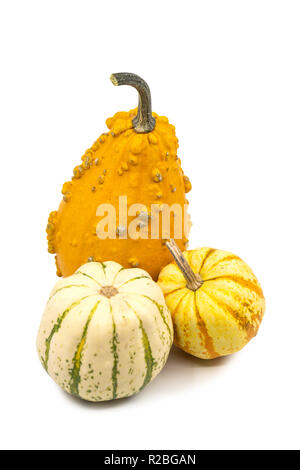 Three decorative fresh ornamental pumpkins or gourds with warty or speckled bi-color rinds in assorted shapes on white with copy space. Stock Photo