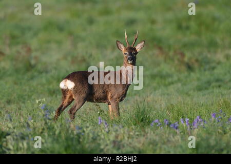 Roe Deer Stock Photo