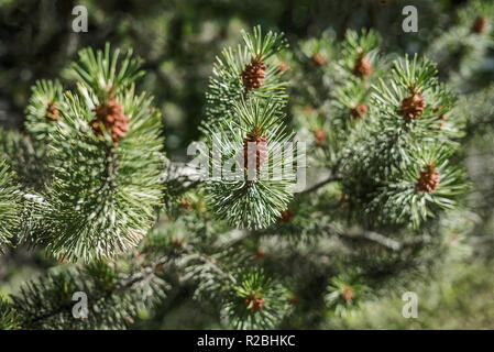 Closeup of a fresh smelling fir tree branches in the woods springtime in sunlight with green prickly needles and new brown cone buds on the tip Stock Photo