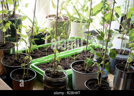 A hipster rural vegetable garden with many growing organic self-sufficient vegetables plants in different reused potts inside in the kitchen Stock Photo