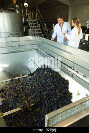 Two manufacturing engineers of winery controlling process of crushing and pressing of ripe grapes in crusher machine Stock Photo